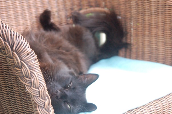 [lazy_saturday%255B4%255D.jpg]