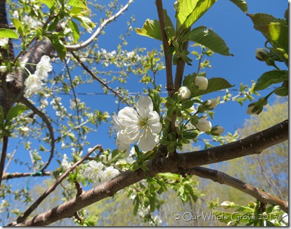 cherry blossom cherry blossom
