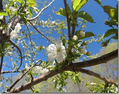 cherry blossom