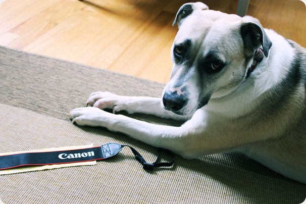 cute dog helping diy