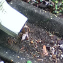 Eastern Chipmunk
