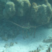  Scuba Dive Buck Island Reef