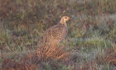 Atwater Prarie Chicken