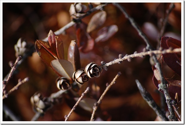 tiny pinecones2