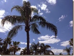 Palm tree, clouds