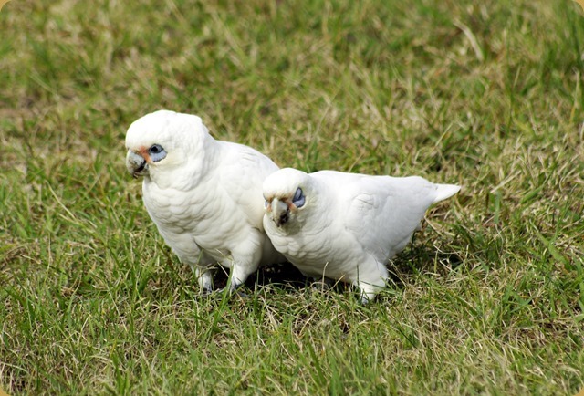 Just good friends!  Corellas looking for trouble