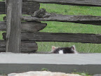And why is it that you always feel like you need to hide from me?  By the way, I can see your ears.
