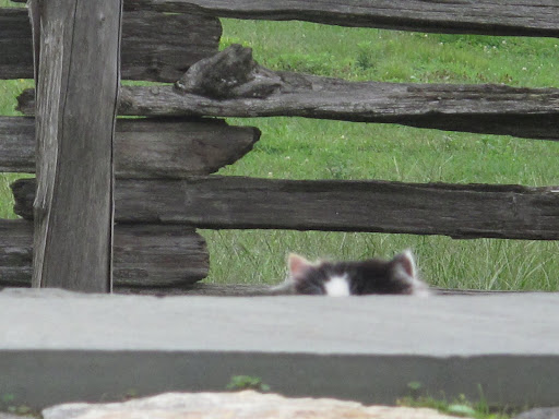 And why is it that you always feel like you need to hide from me?  By the way, I can see your ears.