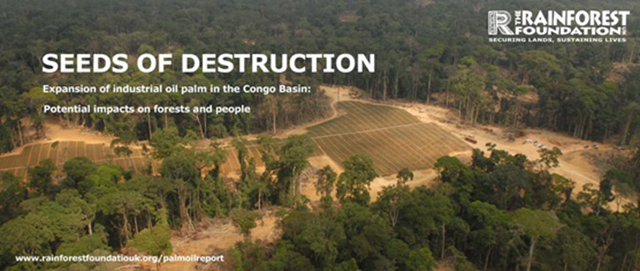 Cover photo for 'Seeds of Destruction', a report issued by The Rainforest Foundation UK (RFUK), which reveals impacts on forests and local people of the biggest palm oil plantations in the Congo Basin. The Rainforest Foundation UK says there is 'a real and growing risk that some of the serious, negative environmental and social impacts resulting from the rapid expansion of palm oil production in Indonesia and Malaysia, such as widespread deforestation, social conflict and dispossession, could be repeated in the Congo Basin.' Photo: Rainforest Foundation UK