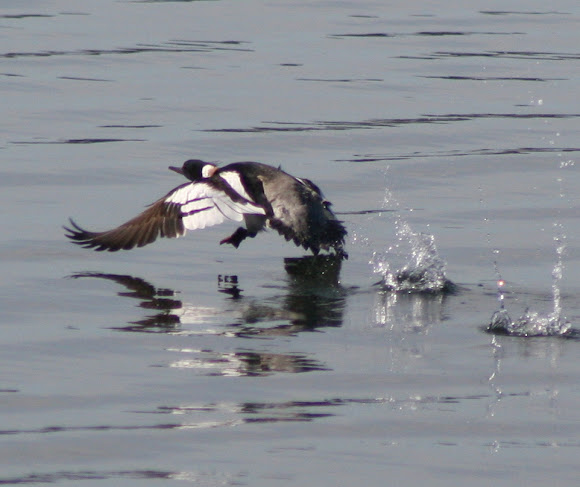 Spotting Image 1