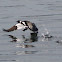 Red-breasted Merganser