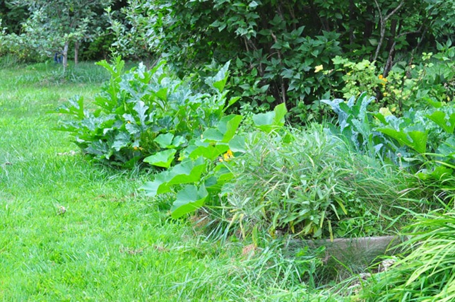 garden_summer
