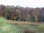 Fall Colors