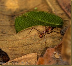 Leafcutter ant Leafcutter ant