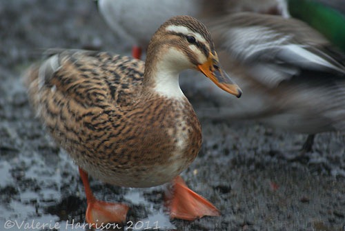 [27-mallard%255B4%255D.jpg]