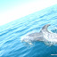 tour-punta-choros-isla-damas