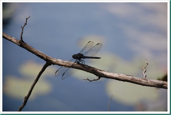 Dragonfly lilypad
