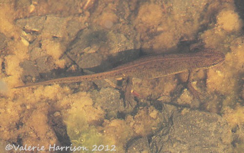 [18-newt%255B2%255D.jpg]