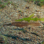 Ghostpipefish (Dauin, Negros)