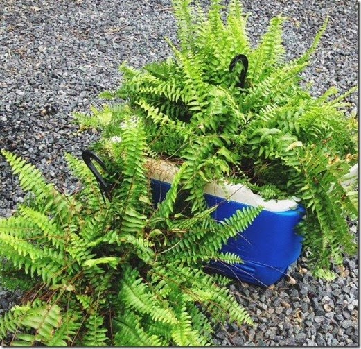 epsom salt and ferns