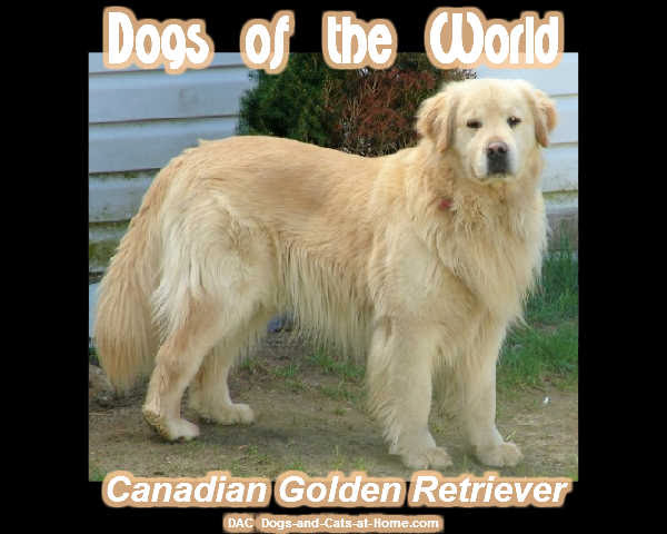 canadian golden retriever canadian golden retriever puppies www imgkid the image kid has it canadian golden retriever canadian golden retriever puppies www imgkid the image kid has it