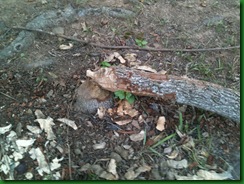 Beaver 003 Beaver 003