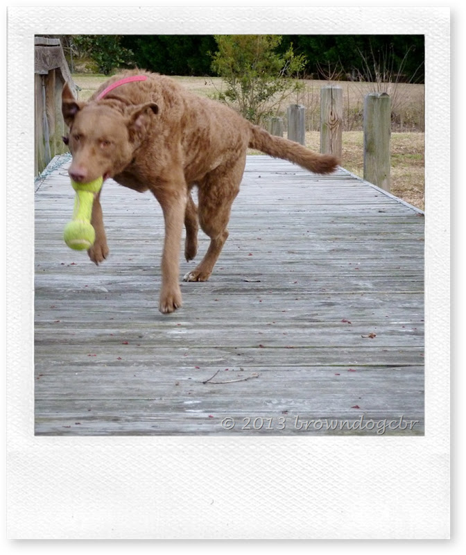 Woofs Dog Training Promo Code Woofs Dog Training Promo Code