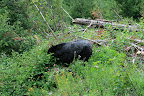 glacier_national_park_-_2009