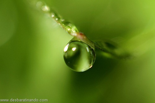 gotas de agua em macro desbaratinando (2) gotas de agua em macro desbaratinando (2)