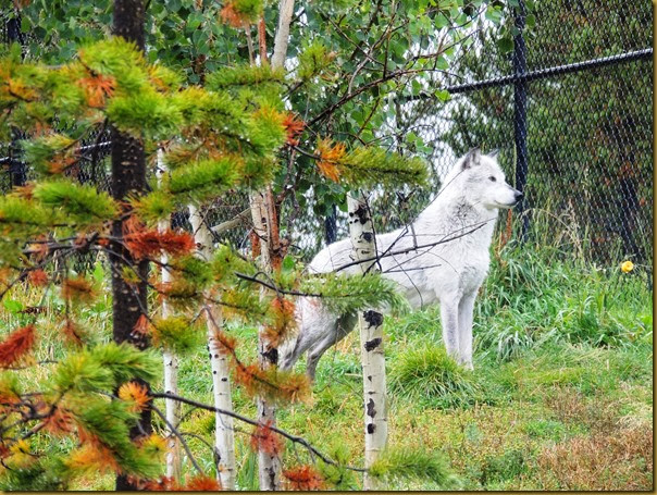 Summit, one of the smaller males in the High Country Wolf Pack