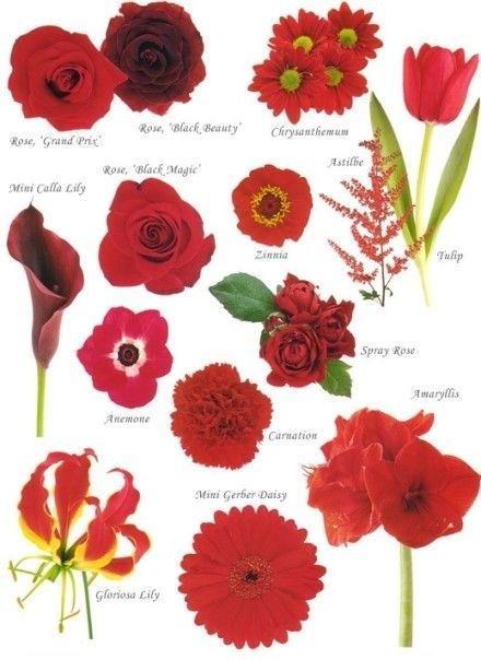 [Know%2520Your%2520Flowers%25201%255B4%255D.jpg]