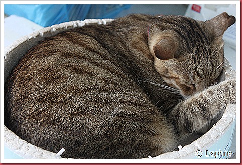 IMG_6228 IMG_6228