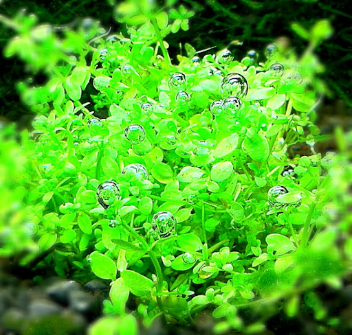 http://www.naturalaquascaping.com