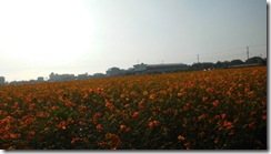 IMG_1155 IMG_1155