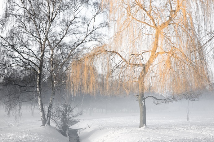 ethereal willow tree in winter mist.jpg Ethereal willow tree in winter mist