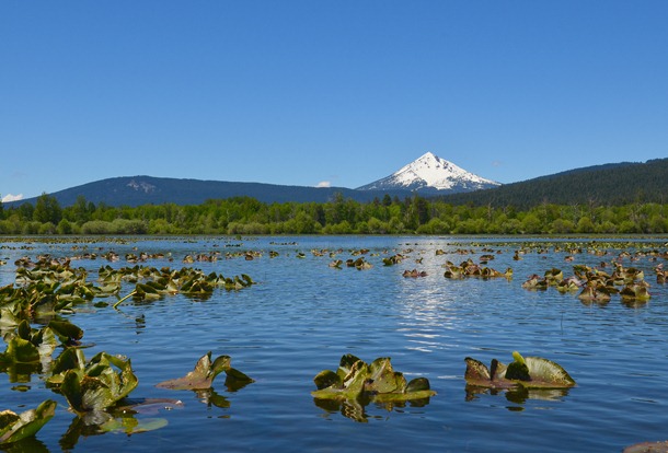Wocus just starting to bloom on Pelican Bay with Mt McLoughlin