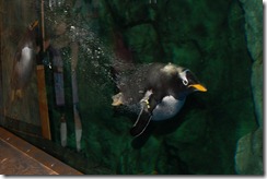 aquariumaugust10