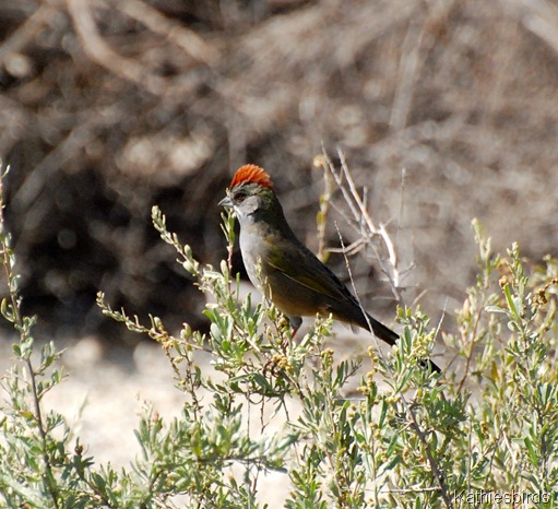 2. GT towhee at Agua Caliente Park-kab