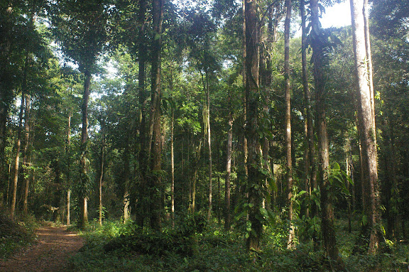 Amazone Nature Lodge, Montagne de Kaw (Guyane). 18 novembre 2011. Photo : J.-M. Gayman
