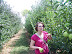 Picking Apples