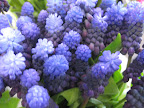 A pop of purple and blue.