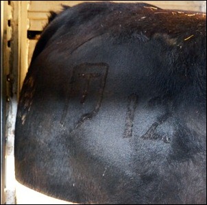 bull IBEP brand bull IBEP brand
