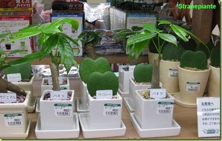 tokyu hands hoya kerii