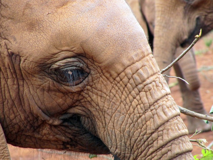 [October-30-2012-baby-elephant-close-%255B2%255D.jpg]