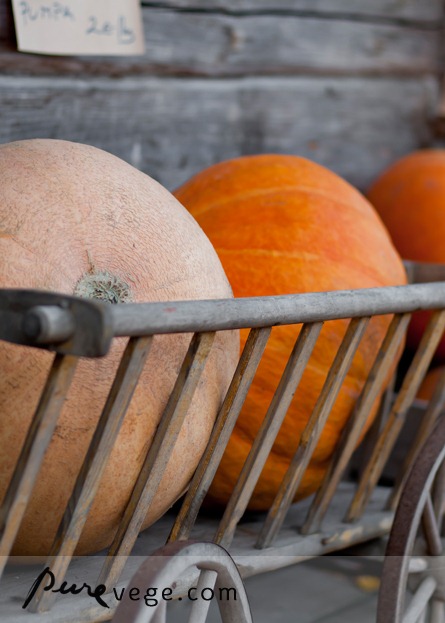 [4pumpkin5.jpg]