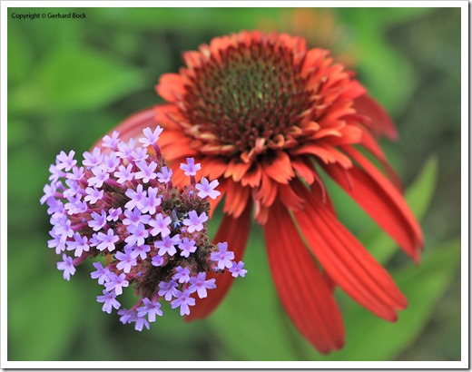 Verbena bonariensis is a standout