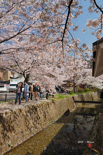 京都白川疏水櫻花