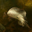 Ocellate River Stingray: These particular stingrays live in lakes, rivers and streams. It is estimated there are around 20 or more species of freshwater stingray living in the Amazon and its tributaries.