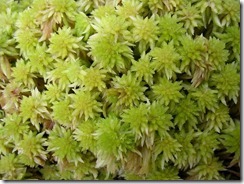 Gambar Lumut Daun Gambar Lumut Daun