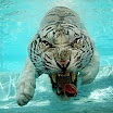 tiger underwater 5.gif